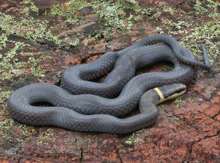 Ringneck Snake